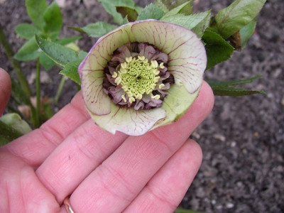 k-09-41_anemone_picote.JPG