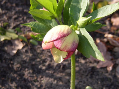 k-10-11_knospe.JPG