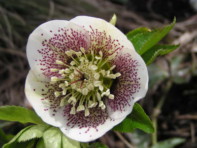 helleborus_gepunktet.jpg
