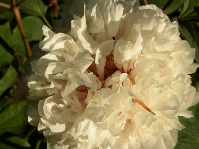k-Huang_Hua_Kui_2009.JPG