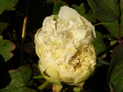 k-Huang_Hua_Kui_2009_Knospe.JPG