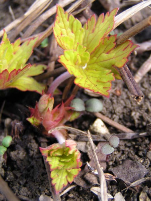 geranium_ann_folkard_am_29.03.05.jpg