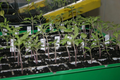 Tomatenaufzuchtb0110.jpg