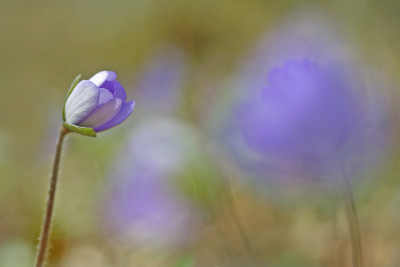 Hepatica-verwischt-3.jpg