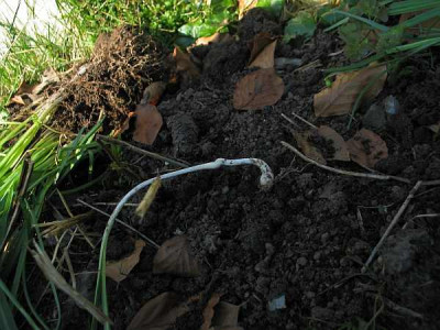 Galanthus-vermehrung.jpg