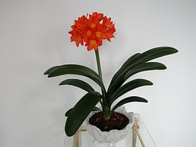 15.7._orange_Klivie_Pottschke_30.3.2010_-_Uebertopf.jpg