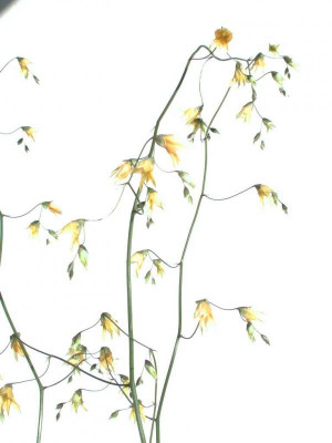 Melasphaerula_ramosa.jpg