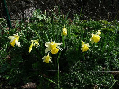 narcissus-pseudonarcissus-axel.jpg