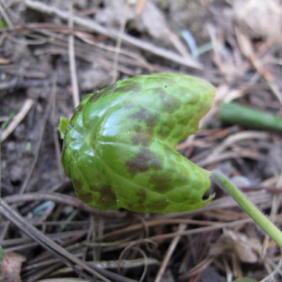 Spotty_dotty_mehr_nachwuchs.jpg