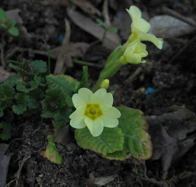 primula-vulgaris-axel1.jpg