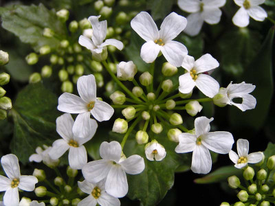 pachyphragma_macrophylla_ersten_blueten.jpg