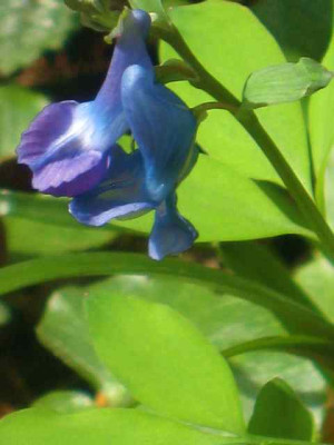 Corydalis1_IMG_5001.JPG