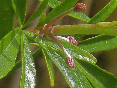Aztec_Pearl-Knospen_IMG_5015.JPG