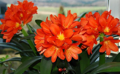 Clivia_.jpg