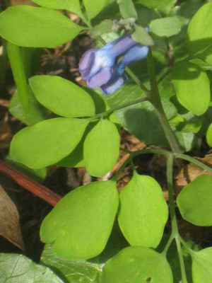 Corydalis2_IMG_4999.JPG