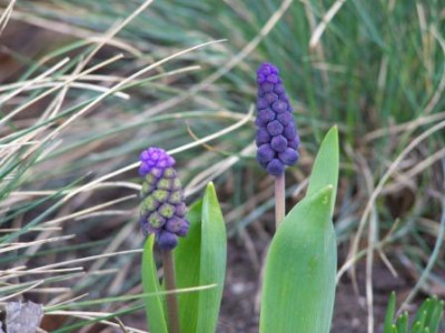 Muscari_Festuca.jpg
