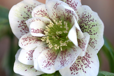 Helleborus2309a.jpg