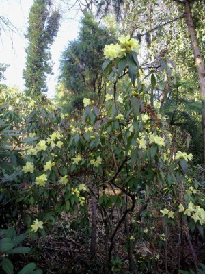 Kopie_von_020420101726Rh.lutescensBagshot_Sands.jpg