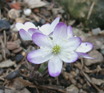 03290038_eHepatica_nobilis_weissblau.JPG