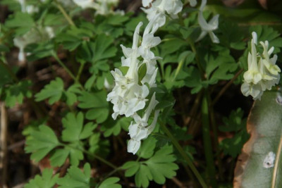 Corydalis_4-10.jpg