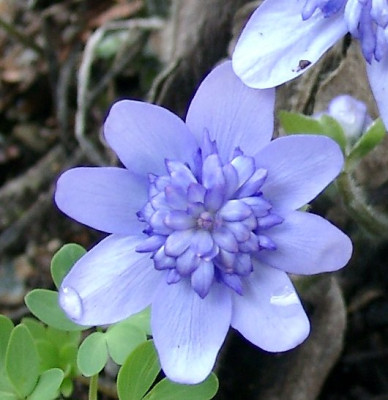 03290026_eHepatica_transsylvanica_blau_gefullt.JPG