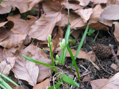 scilla-sib-alba-ax.jpg