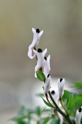 Image3_C_sh_ai.jpg