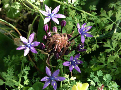 Scilla_peruviana_dunkelblau.jpg