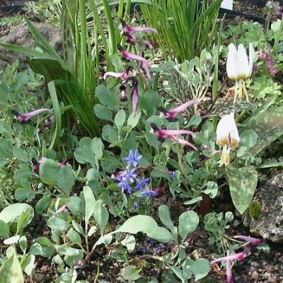 03290015_eCorydalis_popoviiErythronium_caucasica_weiss.JPG