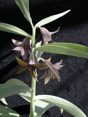 comp_Fritillaria_sewerzowii.jpg