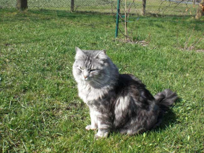 Gartenkatze.jpg