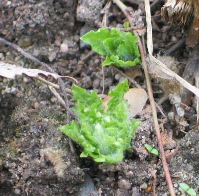 hyoscyamus-niger-bianuell.jpg