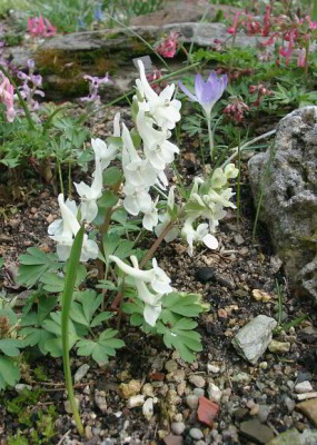 03290009_eCorydalis_malkensis.JPG