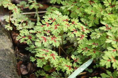 Corydalis_elata_x_C_flexuosa_4-10-2.jpg