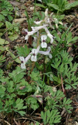 03290069_eCorydalis_species.JPG