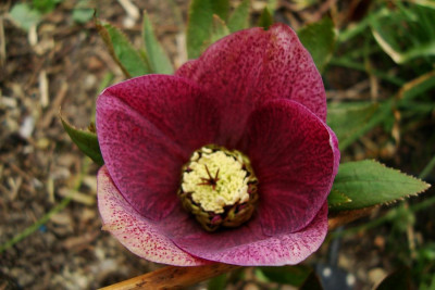 berliner_helli_krypto-anemone.jpg