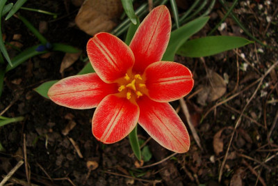 1tulipa2010_2.jpg