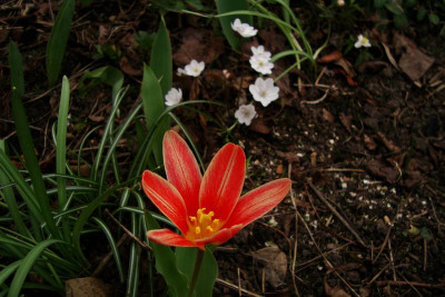 1tulipa2010.jpg
