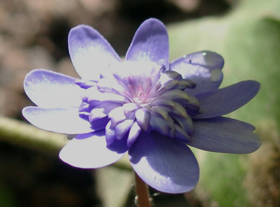 03290024_eHepatica_transsylvanica_blaugefullt.JPG