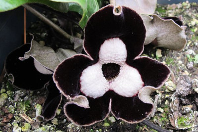 Asarum_max_ue.jpg