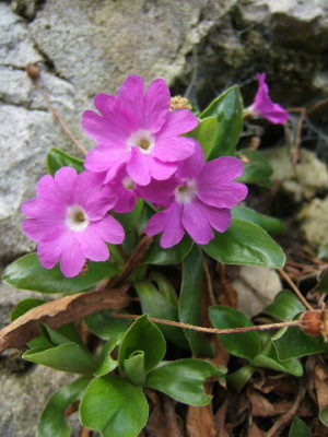 DSCF0224.JPG