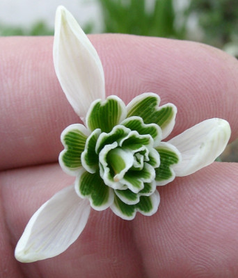 03290057_eGalanthus_gefullt.JPG