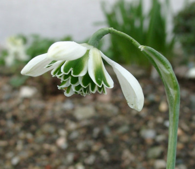 03290046_eGalanthus_gefullt.JPG