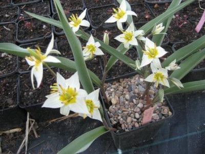 Tulipa_turkestanica.jpg