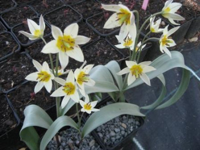 Tulipa_turkestanica_Aman-Kutan002.jpg