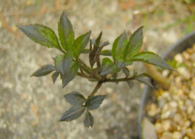 77Sambucus_BlackBeauty05.jpg