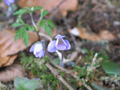 hepatica-axel2ff.jpg