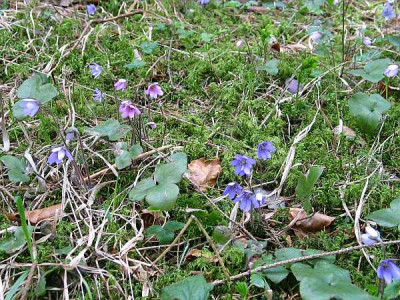 hepatica-axel1.jpg
