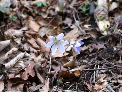 hepatica-axel3.jpg