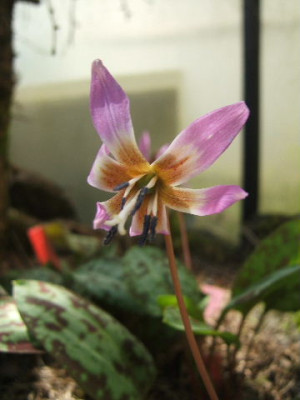 DSCF0212.JPG